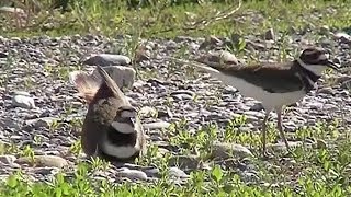 Killdeer Building Nest Charadrius vociferus [upl. by Gayner]