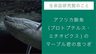 JT生命誌研究館展示：アフリカ肺魚の肺呼吸 [upl. by Hennahane]