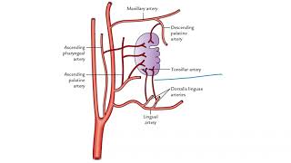 PALATINE TONSILS  TONSILLAR FOSSA  TONSILLAR BED  BLOOD SUPPLY  APPLIED  TONSILLITIS [upl. by Glick]