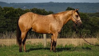 GUNNS  2 year old Reining Futurity Prospect [upl. by Eirffej]