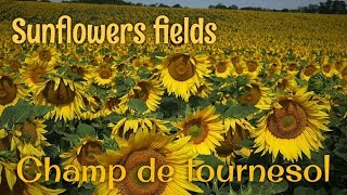 Champs de tournesols  Bourgogne  France [upl. by Ennairb]