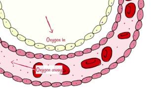 Alveoli function in respiratory system Alveoli gas exchange Structure and functions of alveoli [upl. by Ayisan]