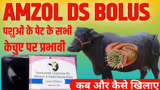 Amzol DS Bolus पशुओं के पेट के सभी प्रकार केचुए पर प्रभावी  कब और कैसे खिलाए  Manjhi Veterinary [upl. by Eniamat]