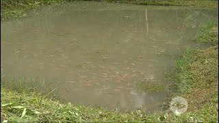 Cómo obtener calidad de agua en cultivos de tilapia roja [upl. by Hoskinson976]