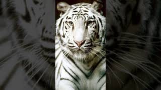 Dream About White Tiger Meaning And Interpretations shorts [upl. by Duaner]