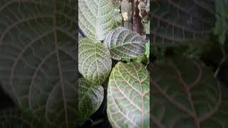 FITTONIA fittonia houseplants indoorplant snakeplant moneyplant 1millionviews trendingshorts [upl. by Sedgewake]