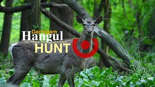 Hangul Hunt in Kashmir  Dachigam National Park  kashmir wildlife hangul hunting [upl. by Estell729]