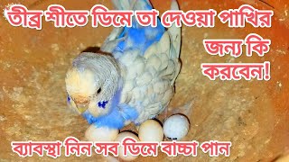 শীতকালে ডিমে তা দেওয়া পাখির জন্য করনীয়  বাজরিগার পাখির সব ডিম বাচ্চা পাবেন যেভাবে  সৌখিনতার তথ্য [upl. by Chelsey639]