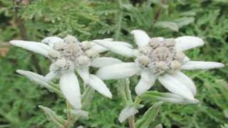 Gardening Tips  Growing Edelweiss Flowers [upl. by Kcirderfla]