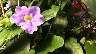 Growing the Blue Skyflower Thunbergia grandiflora [upl. by Yusem428]