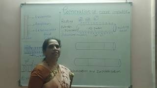 Generation and conduction of NERVE IMPULSE [upl. by Broeder]