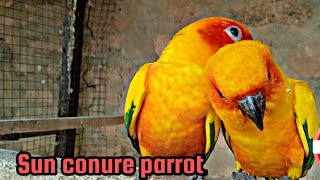 Sun conure birds ready breeding 2 time 2023 sun conure birds 2 egg layvido viral [upl. by Yonit]