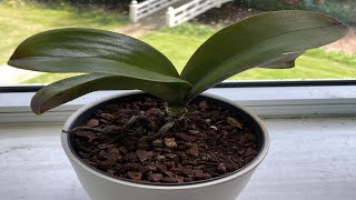 Phalaenopsis orchidee verpotten en verzorgen repotting and care orchids [upl. by Allimrac]