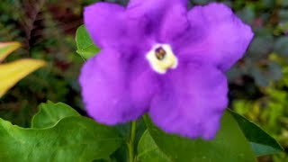 brunfelsia latifoliaYesterday today tomorrowSunday Monday [upl. by Marta]