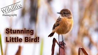 Photographing Birds  The Stonechat  UK Wildlife and Nature Photography  Canon R5 [upl. by Arihsan]