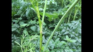 Identifying Hemlock Poison Hemlock Poison Parsley Conium maculatum [upl. by Slaughter]