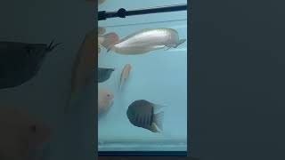 Arowana tank mates fishaquarium [upl. by Broucek758]