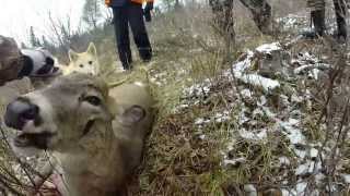 Whitetail Deer Hunt in Ontario Canada [upl. by Llekram]