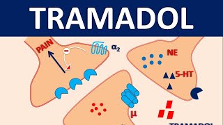 Tramadol HCl 50 mg  Uses dose amp side effects [upl. by Eidarb]