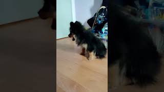 Pomeranian Puppy Barking [upl. by Ivad664]