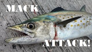 MACKEREL FISHING South Skyway Pier St Petersburg amp Tampa Bay Florida [upl. by Auria273]