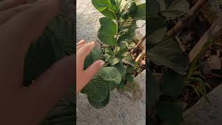 Highbreedguavaguava plant guava highbreed explore plants fruit shorts [upl. by Ynetsed312]