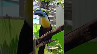 Toucans toucans yelagiri funderapark toucan [upl. by Stephana317]