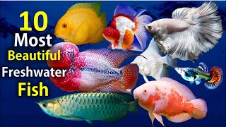 10 Most Beautiful Freshwater Fish for Aquarium [upl. by Sherline48]