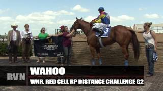 May 16 Quarter Racing Update Remington Park [upl. by Devondra318]