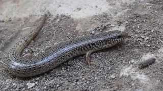 Ocellated Skink Chalcides ocellatus  Cyprus [upl. by Barbie]