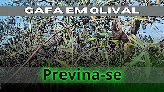 Gafa no olival saiba o que origina e como prevenir OlivalGrande [upl. by Ycnej]