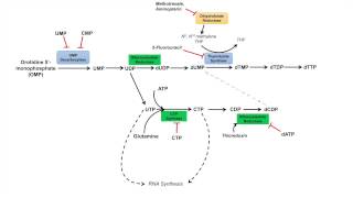 Pyrimidine Synthesis and Salvage Pathway [upl. by Lisetta]