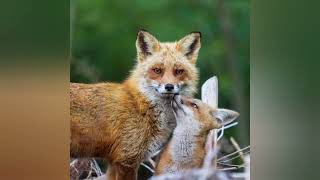 Tameside Save The Lovely Foxes 🦊 [upl. by Lemmie739]