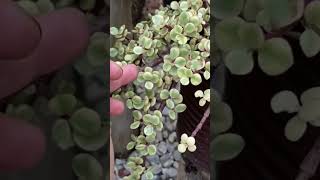 SUCULENTAS DE FÁCIL CULTIVO LINDA PORTULACARIA AFRA VARIEGATA SAIBA COMO CULTIVAR shorts [upl. by Ahsilac609]