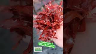 AMMANIA GRACILIS THICK RED AQUARIUM PLANT aquarium fishtank plantedaquarium aquariumplant [upl. by Luane302]