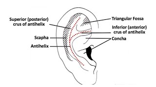 CHINESE AURICULAR ACUPUNCTURE 11 CLINICAL ENERGETICS  Points of Antihelix and Posterior Aspect [upl. by Dinah]