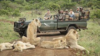 AFRICAN SAFARI 4K  Incredible Big Five animal sightings Kruger National Park [upl. by Crotty]