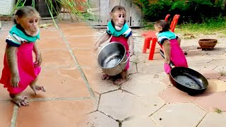 Funny and Best activities of cutie baby today  cute icy shorts monkeys viral bae3 usa [upl. by Ardie711]