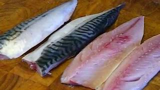 How To Fillet And Cook Mackerel SRP [upl. by Nilatak]