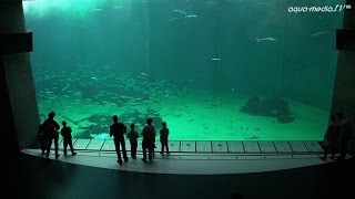 NORDSOENOCEANARIUM HirtshalsDaenemark [upl. by Etnad]