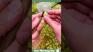 Best working day 1785 Saponaria rice seed cleaning process [upl. by Nilhtac]