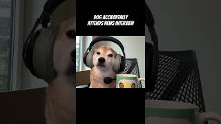 Shiba Tries Going on Morning News To Spread Awareness of Bad Owner [upl. by Arny]