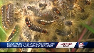 Browntail moth caterpillars making life miserable for many Mainers [upl. by Eisenhart773]