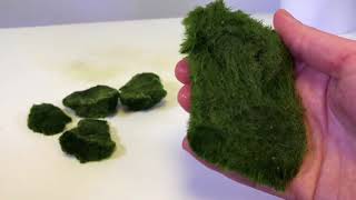 How To Use Cladophora Marimo Moss Balls in an Iwagumi Aquascape [upl. by Moon]