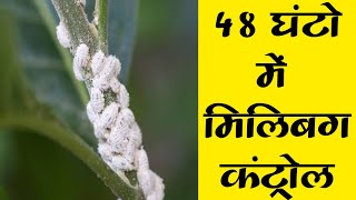 48 घंटो में मिलिबग कंट्रोल । Mealybug Control [upl. by Illib680]