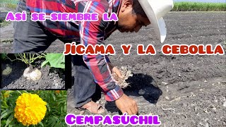 COMO SE SIEMBRE LA CEBOLLAJICAMA Y FLOR DE SEMPASUCHIL EN MEXICO [upl. by Hagile910]