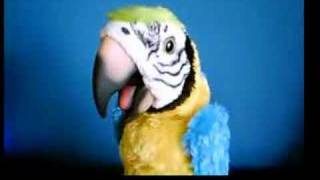 Review Squawkers McCaw Robot Parrot [upl. by Accalia686]