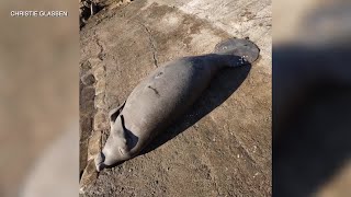 2 manatee deaths reported in same spot in Hernando County [upl. by Assirrec632]