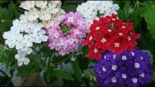 Verbena uma flor resistente para o seu jardim [upl. by Saylor114]