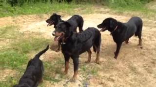 Ma petite meute de Beauceron [upl. by Born]